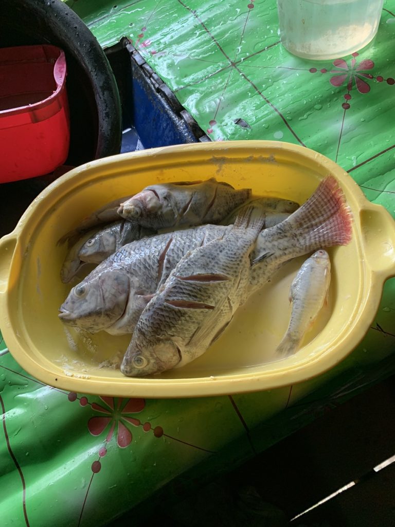 フィリピンの川魚